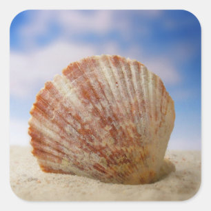 Sticker Carré Une Coquille S'Est Propagée Dans Le Sable