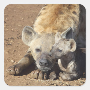 Sticker Carré Une femelle Spotted Hyena et son petit, Kruger