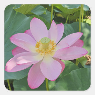 Sticker Carré Une fleur de lotus vibrante