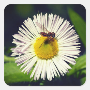 Sticker Carré Une fleur de pucette marguerrière et une abeille
