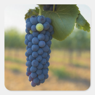 Sticker Carré Une grappe de raisins frais violets