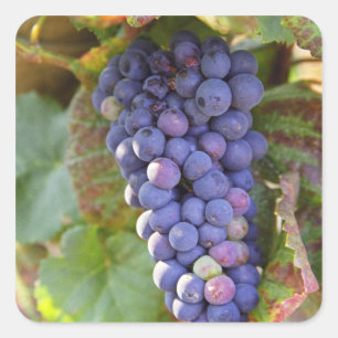 Sticker Carré Une grappe de raisins Pinot Noir dans un Chamberti