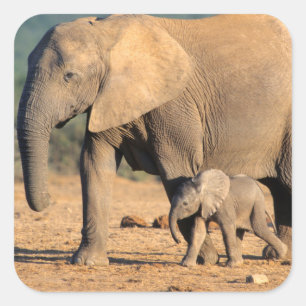 Sticker Carré Une mère éléphant d'Afrique et son petit en mouvem