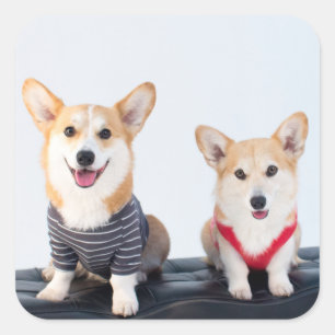 Sticker Carré Une Paire De Corgis Assis Sur Un Banc