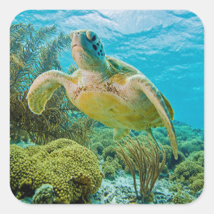 Sticker Carré Une Tortue Verte Sur Les Récifs Peu Profonds De Bo