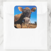 Sticker Carré Une vache jersey curieuse (Sac)