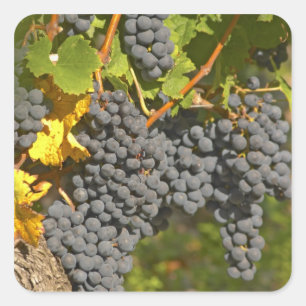 Sticker Carré Une vigne aux grappes de raisin Merlot mûr - Châte