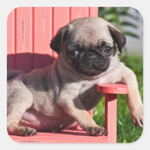 Sticker Carré USA, Californie. Carlin Puppy Slouching