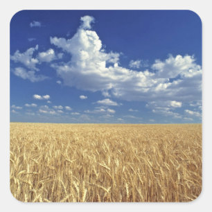 Sticker Carré USA, Etat de Washington, Colfax. Blé mûr