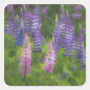 Sticker Carré USA, Maine, Southwest Harbour. Lupine florissante