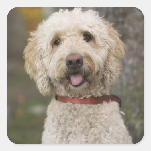 Sticker Carré USA, Nouvelle-Angleterre, Massachusetts, Lecture, (Devant)