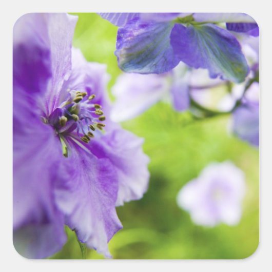 Sticker Carré USA, Oregon, Willamette Valley, Larkspur Fermer 2 (Devant)