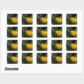 Sticker Carré USA, Texas, Prickly Pear Cactus en fleurs. (Feuille)