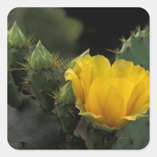 Sticker Carré USA, Texas, Prickly Pear Cactus en fleurs. (Devant)