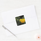 Sticker Carré USA, Texas, Prickly Pear Cactus en fleurs. (Enveloppe)