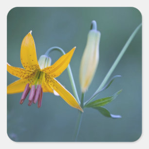 Sticker Carré USA, WA, Parc national du Mont Rainier. Colombie