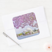 Sticker Carré USA, Washington DC, Cherry tree in floraison (Enveloppe)