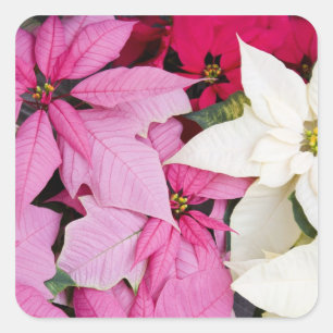 Sticker Carré USA, Washington, Woodinville, Molbak's Nursery, 2