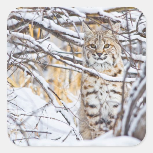 Sticker Carré USA, Wyoming, Bobcat (Devant)