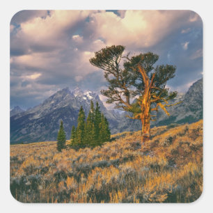 Sticker Carré USA, Wyoming, Grand Teton NP. Sunrise accueille un