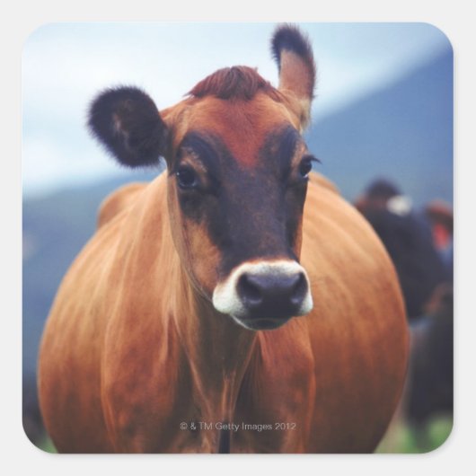 Sticker Carré vache (Devant)