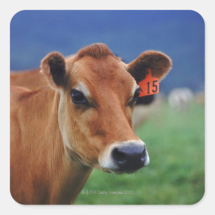 Sticker Carré vache 2