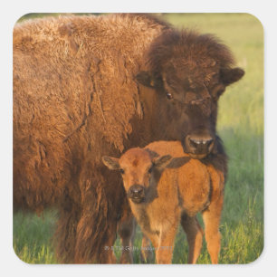 Sticker Carré Vache à bison américain et veau, le Dakota du No