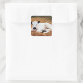 Sticker Carré Vache bébé, veau (Sac)