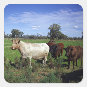 Sticker Carré Vache Blanche Menant Le Troupeau,
