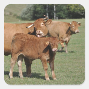 Sticker Carré Vache Brown lavant son veau