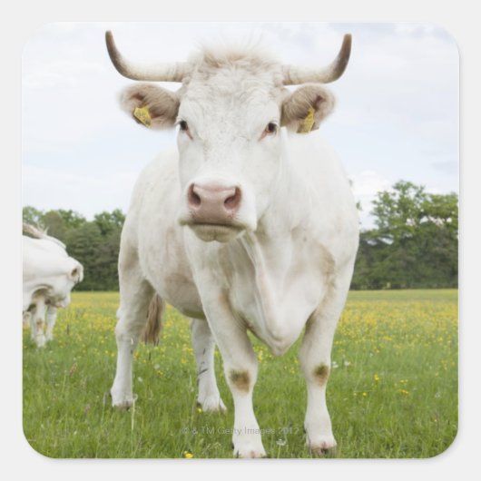 Sticker Carré Vache debout dans un champ herbeux (Devant)