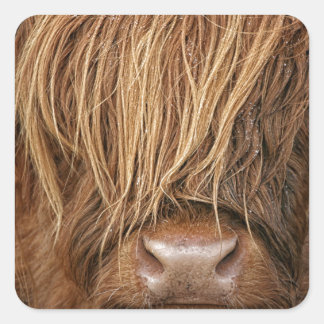 Sticker Carré Vache écossaise des Highlands - Écosse