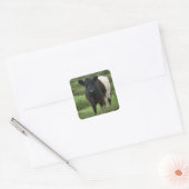 Sticker Carré Vache galloway à ceinture (Enveloppe)