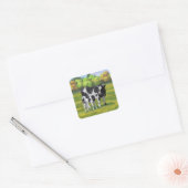Sticker Carré Vache Holstein et veau mignon en pâturage d'été (Enveloppe)