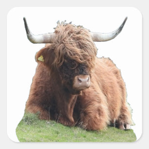 Sticker Carré Vache "Moo" des Highlands écossais