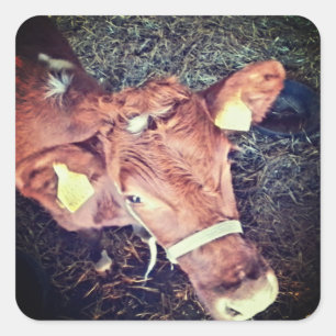 Sticker Carré vache motte Brown