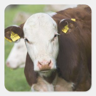 Sticker Carré Vaches dans le pâturage, plan rapproché