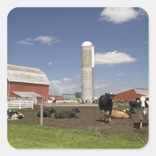 Sticker Carré Vaches devant une grange rouge et un silo dans une