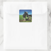 Sticker Carré Vaches Holstein dans un champ (Sac)