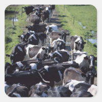 Vaches Laières Frésiennes, En Attente De Lait, Co 