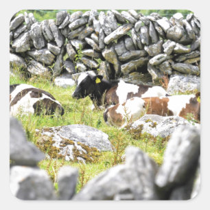 Sticker Carré Vaches Moo