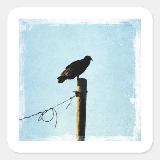 Sticker Carré Vautour (Devant)