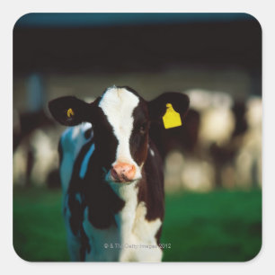 Sticker Carré Veau de frison du Holstein