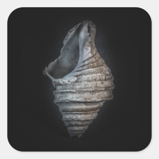 Sticker Carré Version couleur Shells No 6 (Devant)