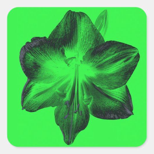Sticker Carré Vert foncé sur vert clair Amaryllis (Devant)