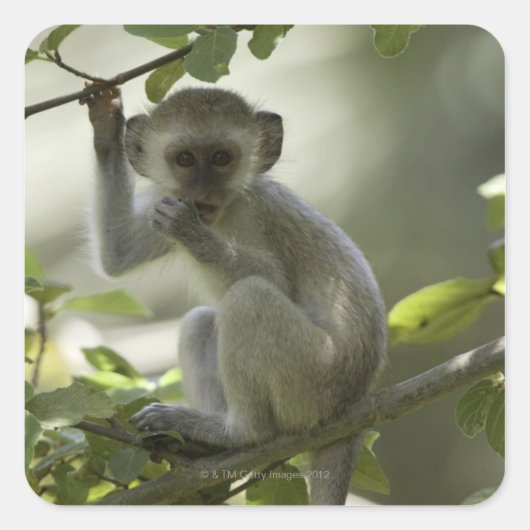 Sticker Carré Vervet Monkey, Zimbabwe (Devant)