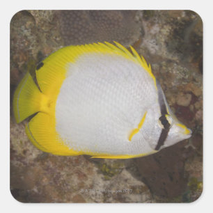 Sticker Carré Vie sous-marine, POISSONS : Spotfin coloré