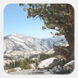 Sticker Carré Vieil arbre au parc national de Yosemite