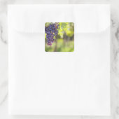 Sticker Carré Vigne pourpre (Sac)