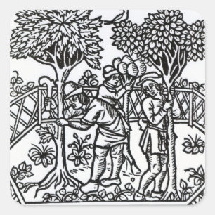 Sticker Carré Vignes